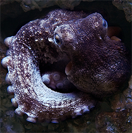 octopus